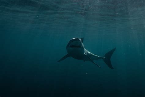 how to watch shark week 2023 without cable